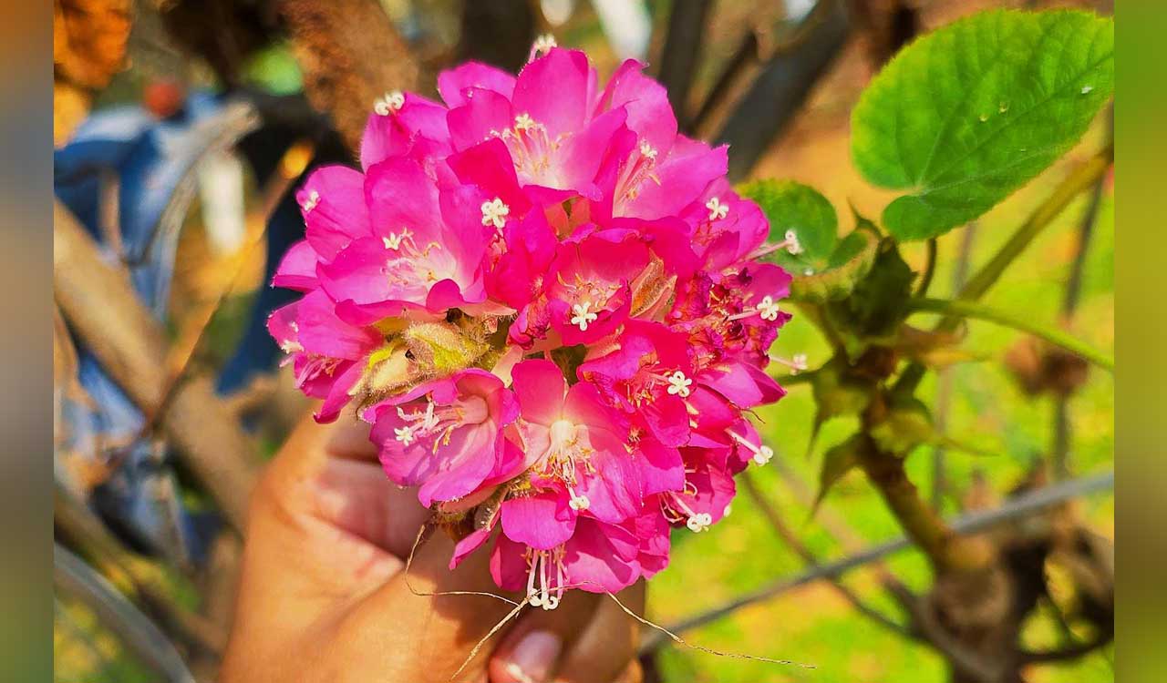 Hyderabad: Sanjeevaiah Park, where birds and blooms create morning melodies