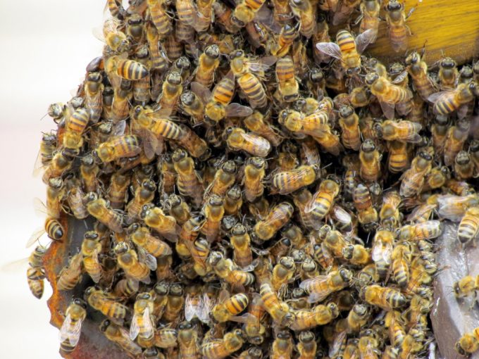 Telangana: Forty injured in bee attack during funeral procession