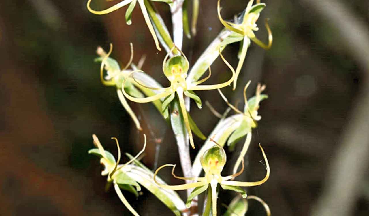 Khammam’s Kanakagiri reserve forest captivates wildlife enthusiasts with rich biodiversity