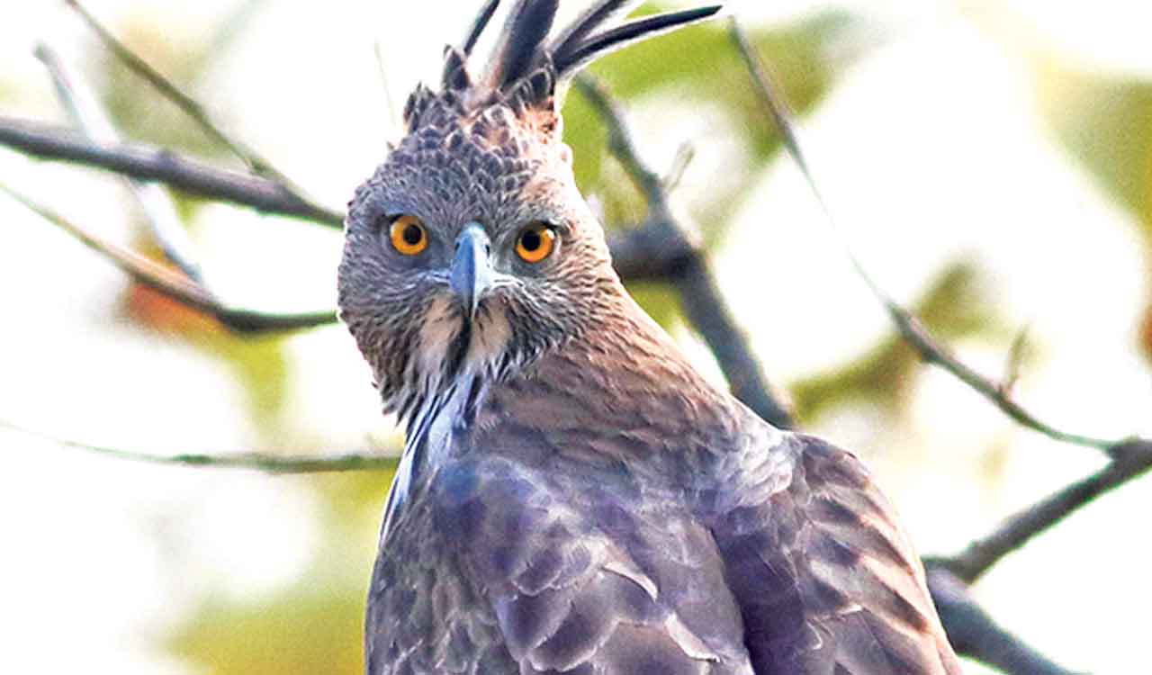 Khammam’s Kanakagiri reserve forest captivates wildlife enthusiasts with rich biodiversity
