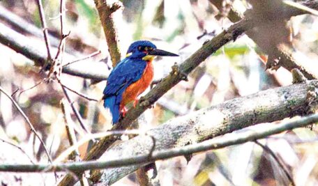 Kanakagiri reserve forest captivates wildlife enthusiasts with rich biodiversity