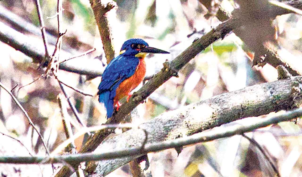 Khammam’s Kanakagiri reserve forest captivates wildlife enthusiasts with rich biodiversity