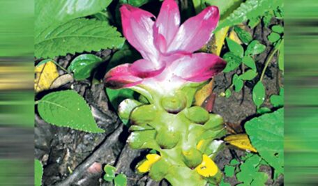 Kanakagiri reserve forest captivates wildlife enthusiasts with rich biodiversity