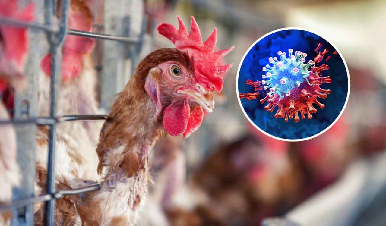 New type of bird flu detected in US dairy cows