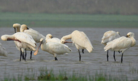 Bird Walk 3