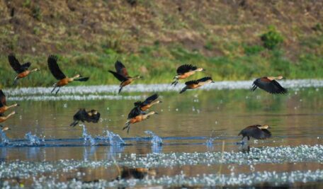 Bird Walk 4