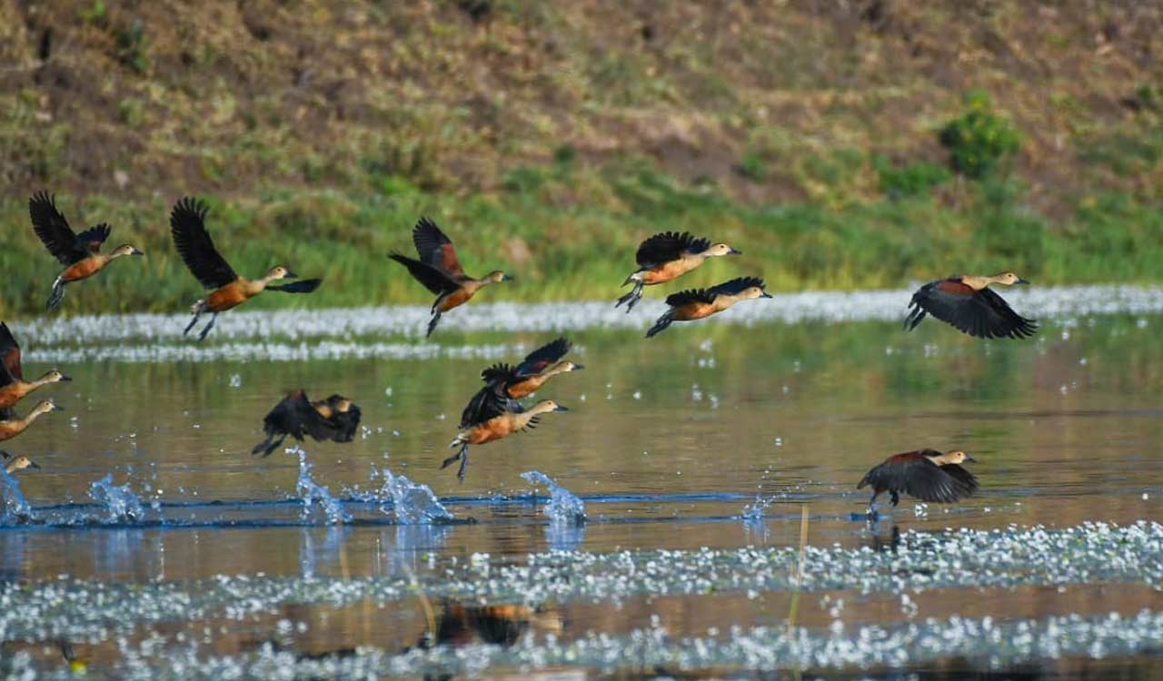 Australian national takes part in Asifabad bird walk