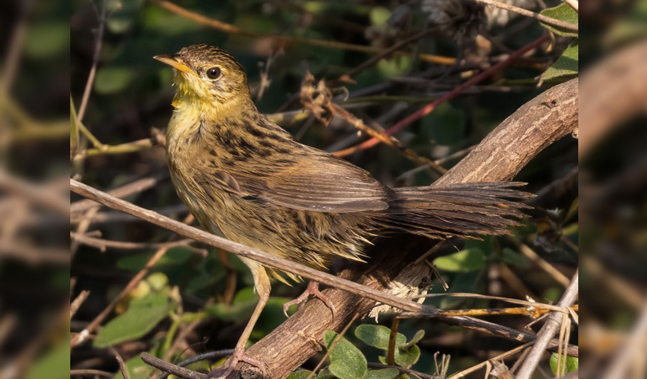 Bird watchers join hands to document birds of Hyderabad