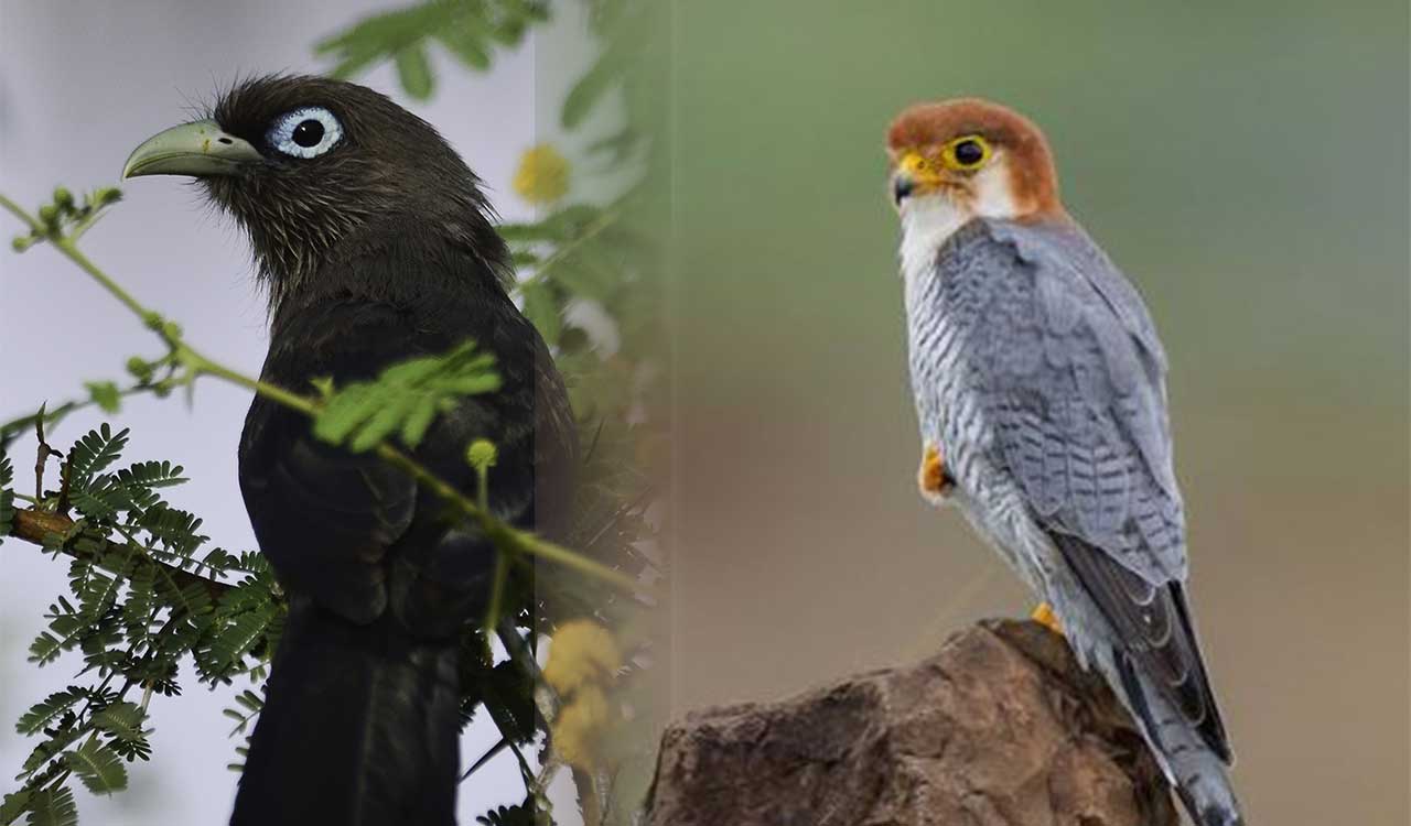 Venkatraopet Cheruvu in Mancherial a hidden ecological treasure of Telangana