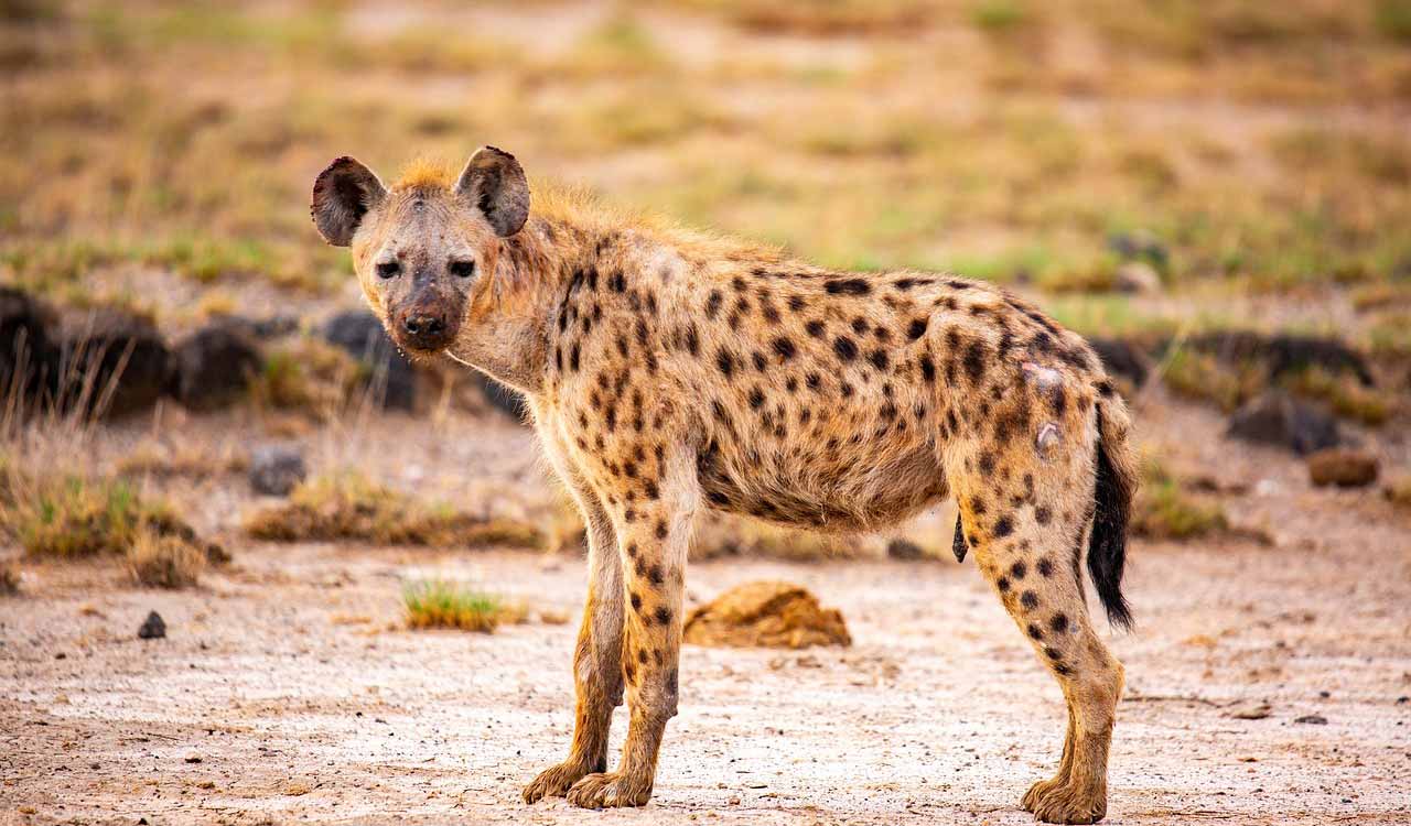 Buffalo, calf killed in hyena’s attack in Karimnagar