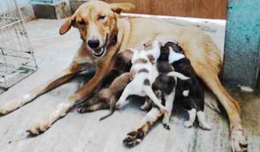Only survivor of 32 dogs dumped from bridge in Sangareddy delivers five puppies