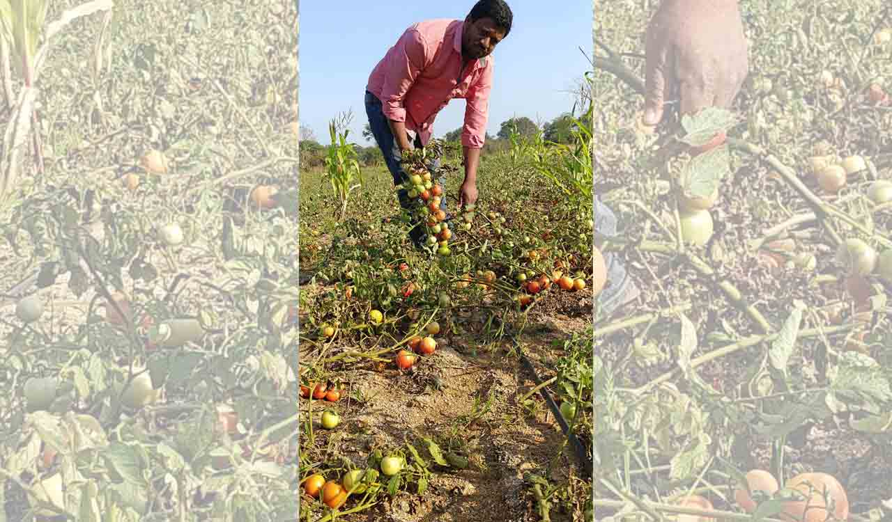 Farmers in major crisis as tomato prices crash in Telangana