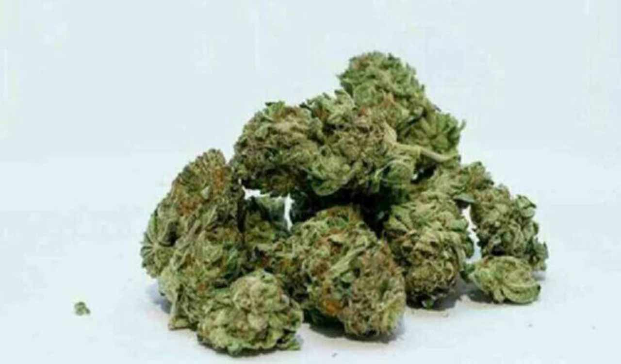 Dhoolpet resident held for peddling ganja in Hyderabad’s Koti