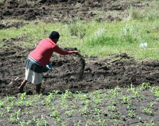 Once key player in agriculture, Telangana Seeds Development Corporation grappling with operational issues