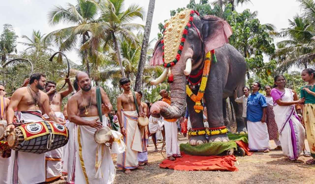 Kerala temples get offers for mechanical elephants from PETA     