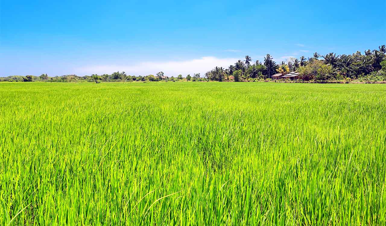 Despite significant rise in cultivation costs, paddy crop area expands in Telangana