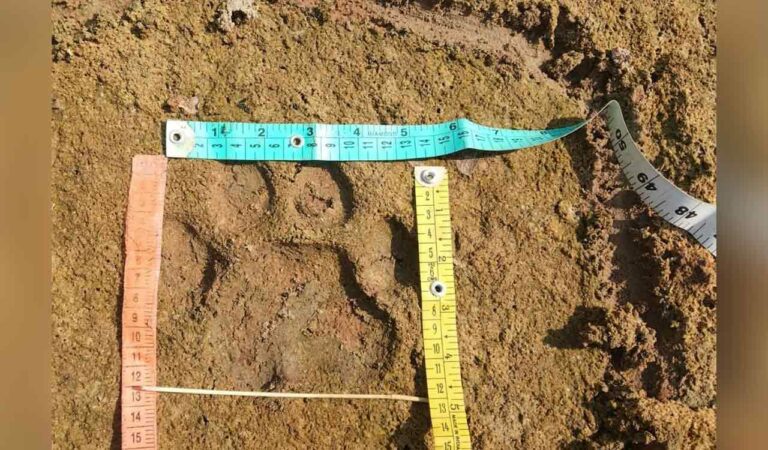 Telangana: Villagers urged to be cautious of tigress named L1 in Mancherial