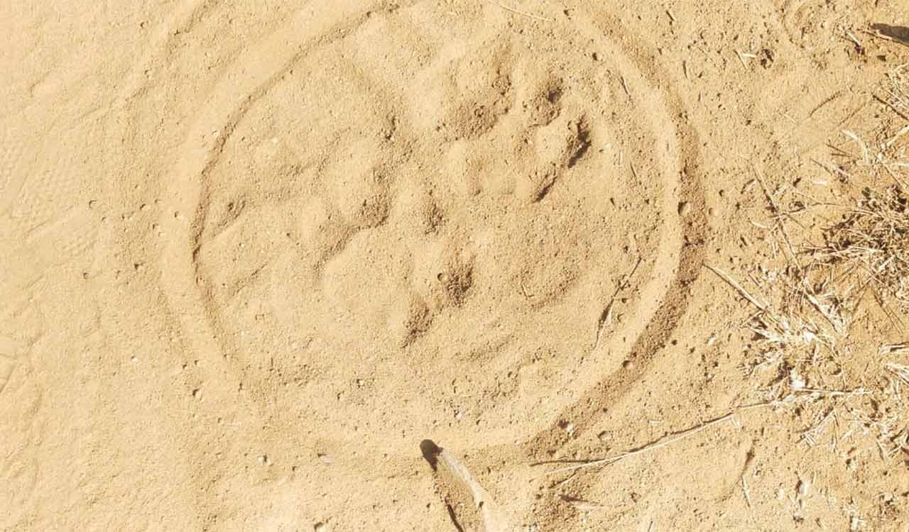 Tiger continues to stay in Mancherial forests