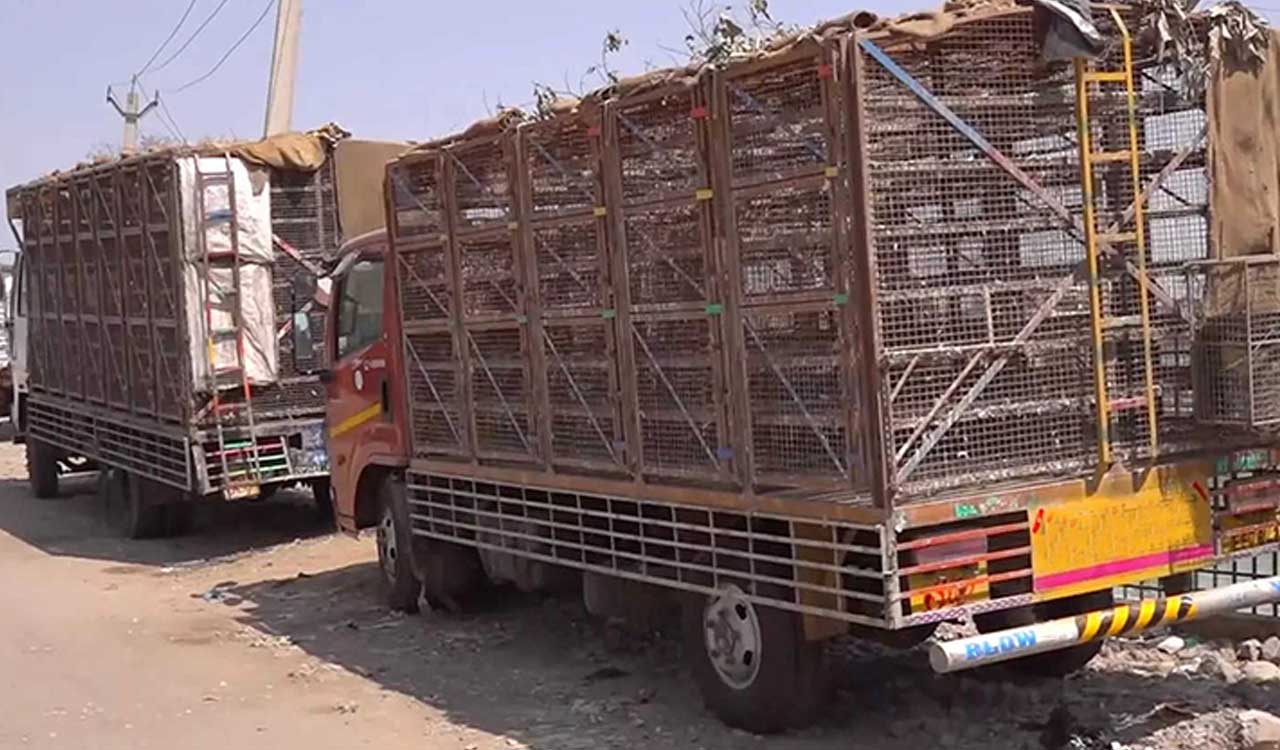 Avian Flu: Telangana denies entry to poultry vehicles from Andhra Pradesh