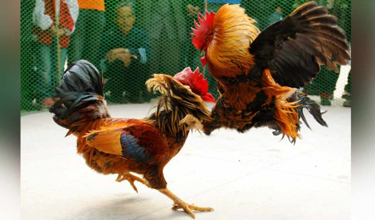 Cyberabad SOT bust rooster fight ring in Moinabad on Hyderabad outskirts