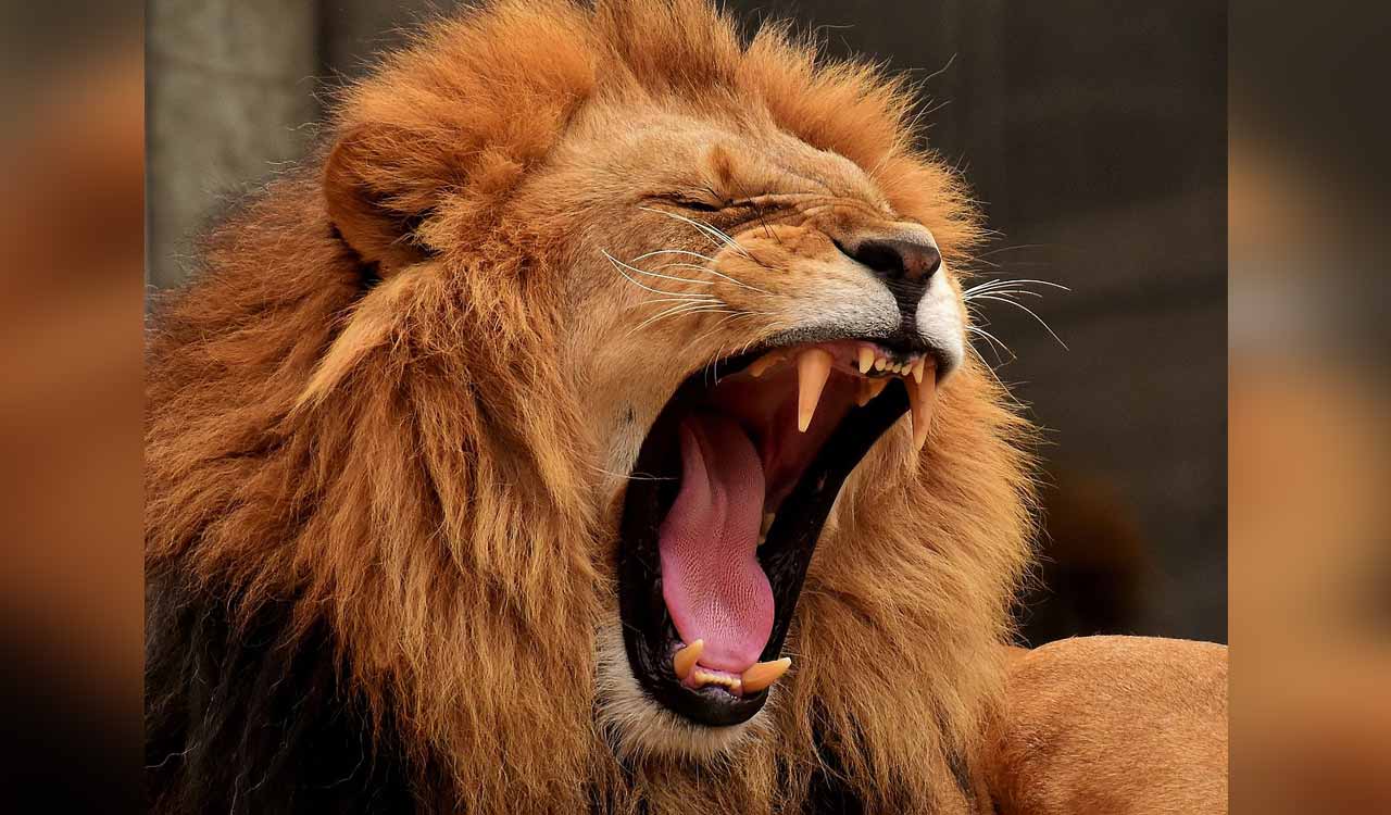 Seven-year-old boy mauled to death by lion in Gujarat’s Amreli district