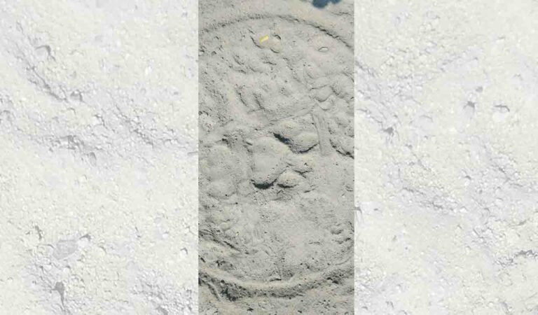 Sighting of tigress sparks panic among villagers in Telangana's Mancherial