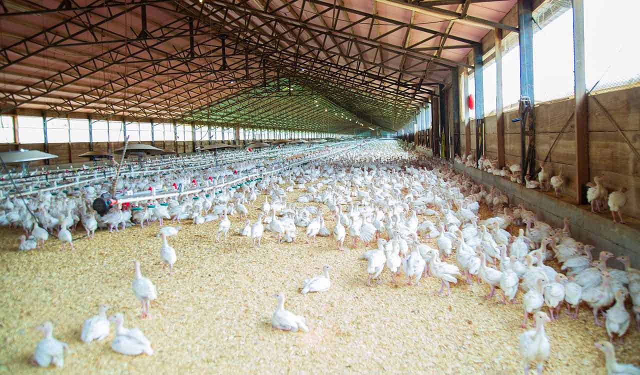 Sircilla: 2500 chicken die in poultry farm in Lingampet