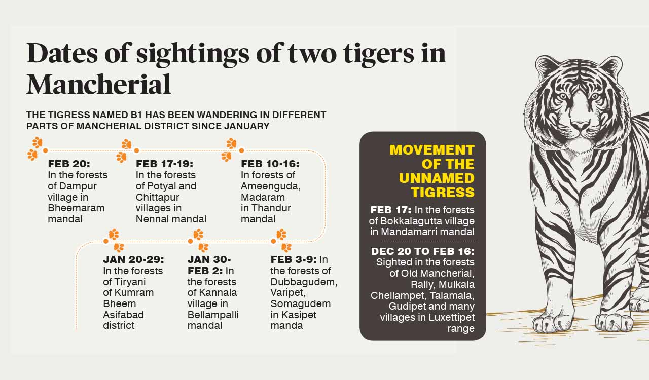 Elusive tigress kills buffalo in Mancherial, triggers panic among local residents