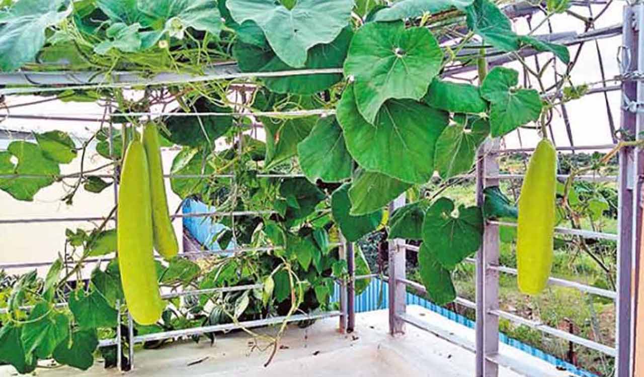 Telangana Horticulture dept to hold training programme on terrace farming on February 23
