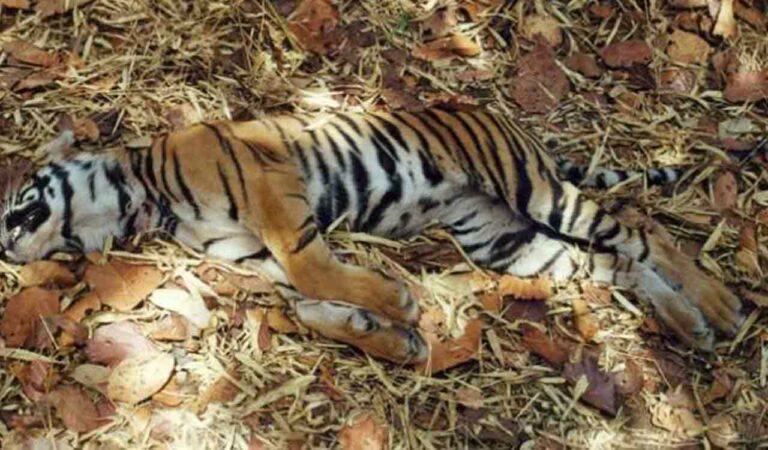 Kerala: Three tigers found dead in Wayanad