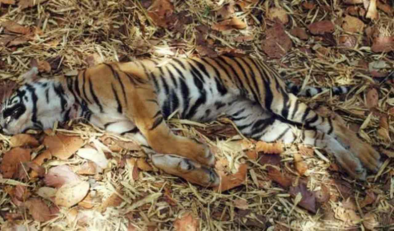 Kerala: Three tigers found dead in Wayanad