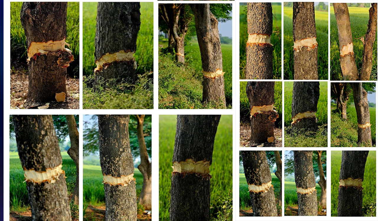 Illegal timber smuggling rampant in Bhupalpally