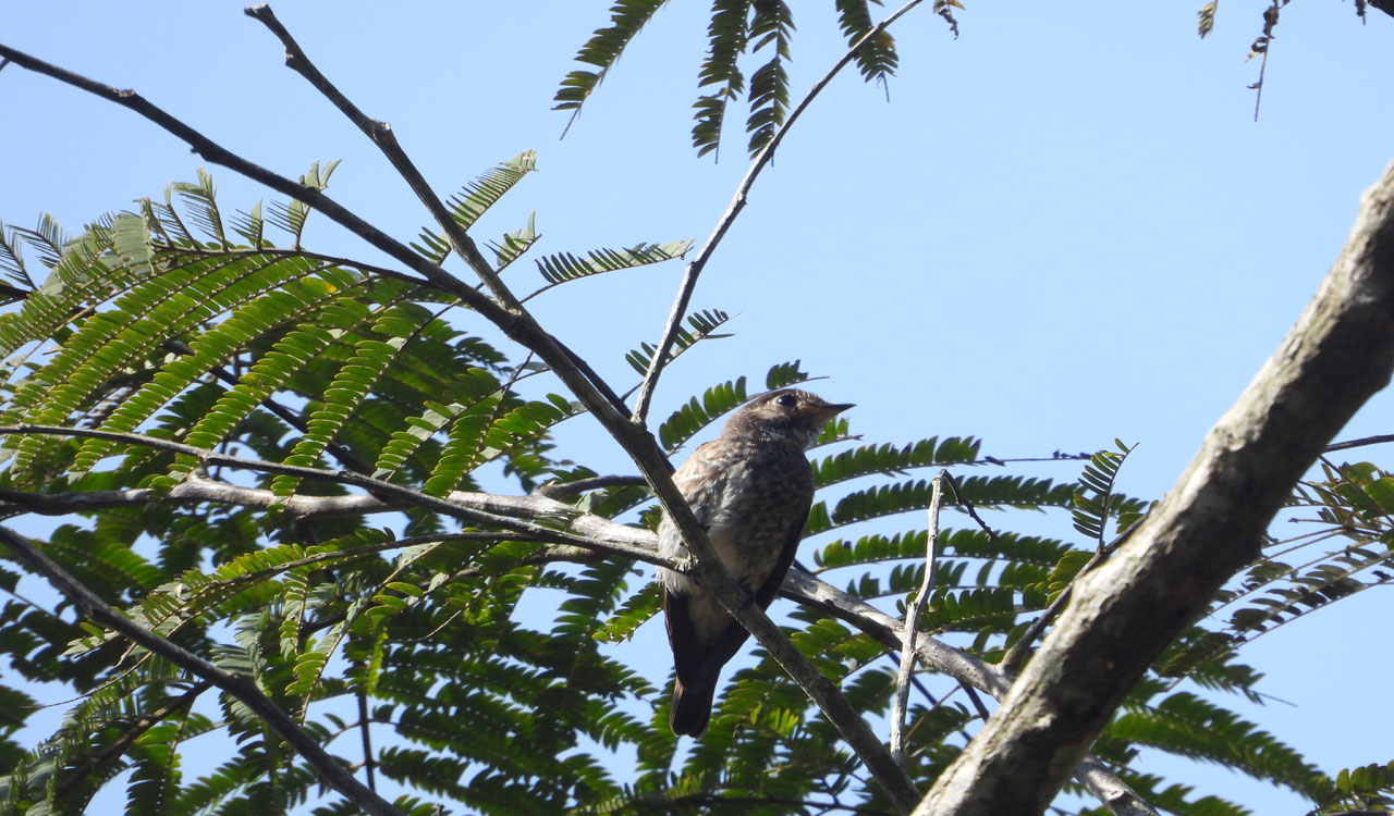 Rare Siberian Flycatcher sighted for first time in Andhra Pradesh