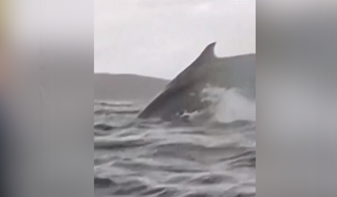 Watch here: A humpback whale swallows kayaker