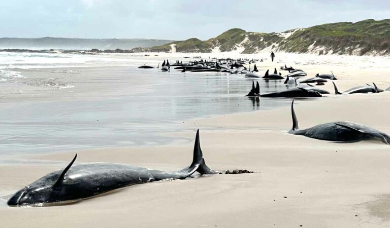 Whales mass stranding