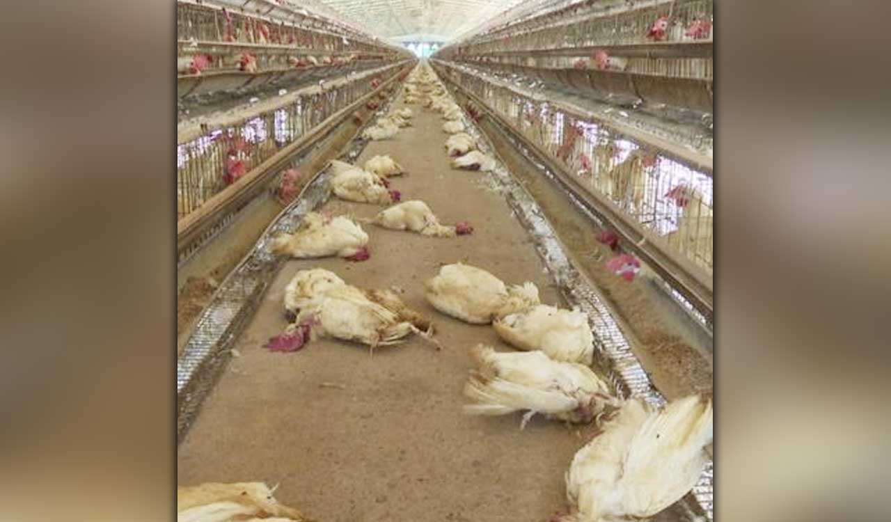 Bird flu confirmed in East and West Godavari districts of AP