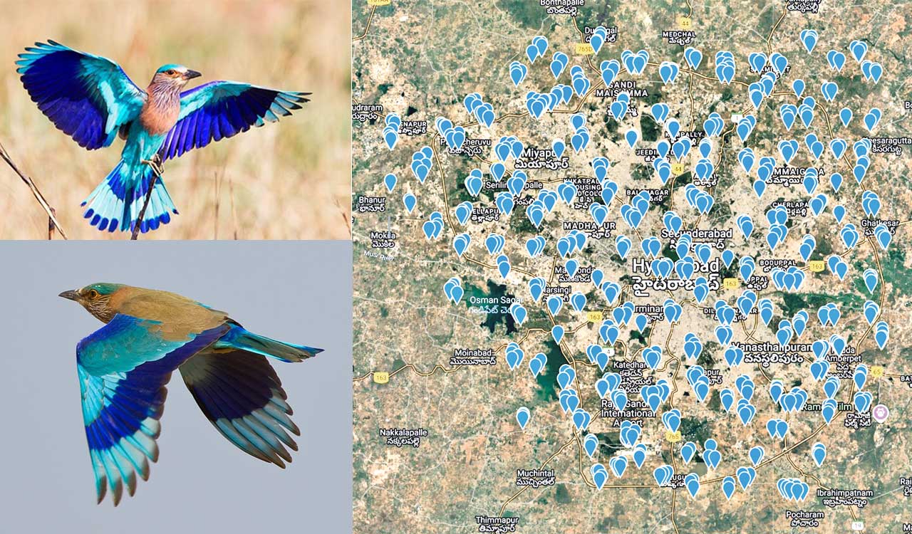 Pollution, habitat destruction and urban bustle drive State bird Palapitta away from Hyderabad