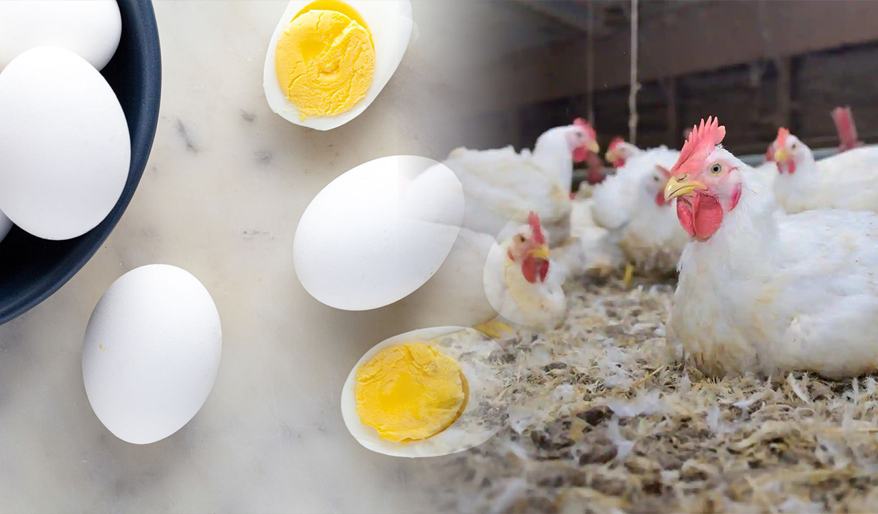 Bird flu outbreak: How safe is it to eat chicken and eggs