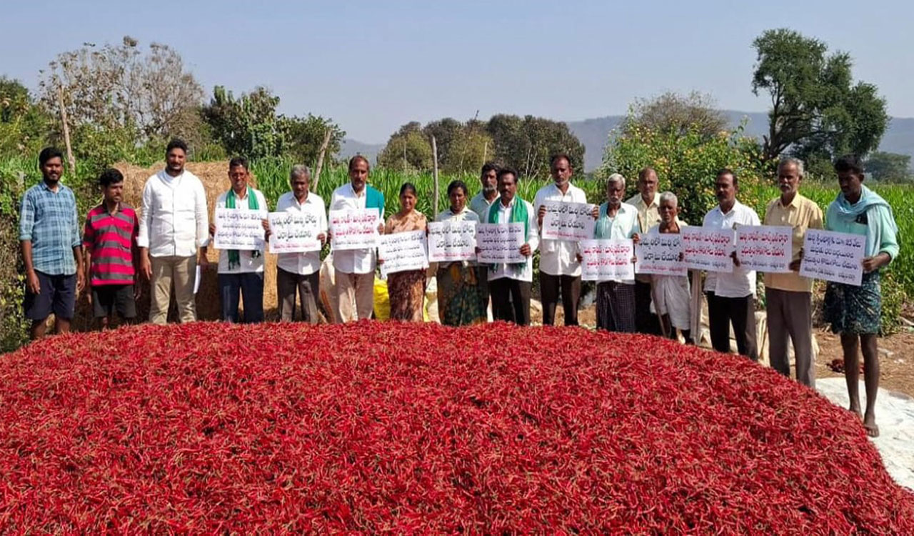 Demand to set up Chilli Board in Khammam gaining momentum