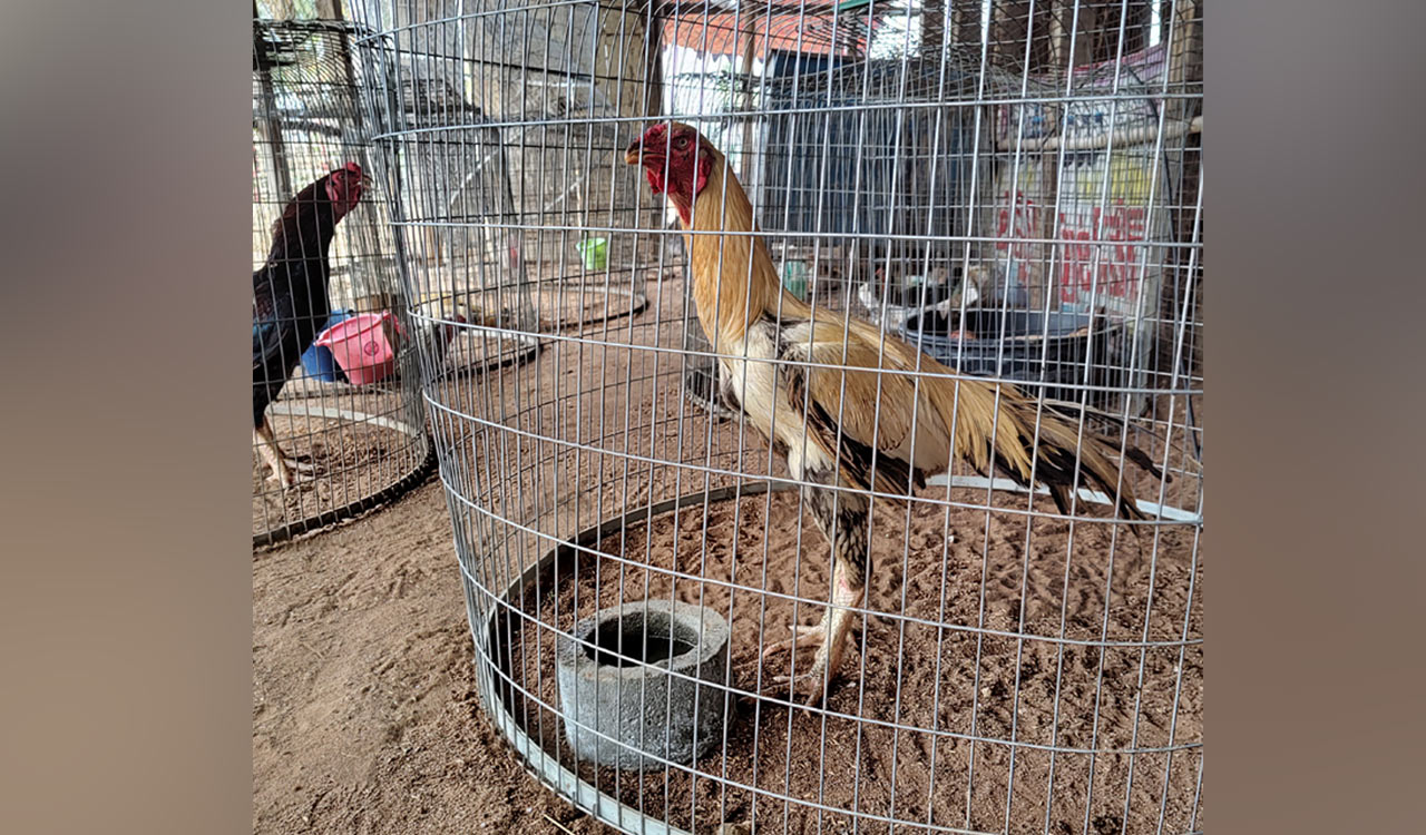 Hyderabad: 86 roosters seized in cockfighting bust auctioned for Rs. 16.6 lakh