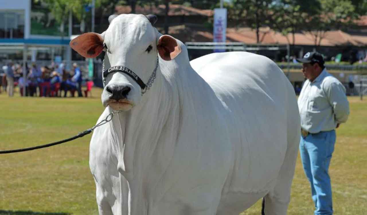 This Indian-origin breed cow is most expensive in the world