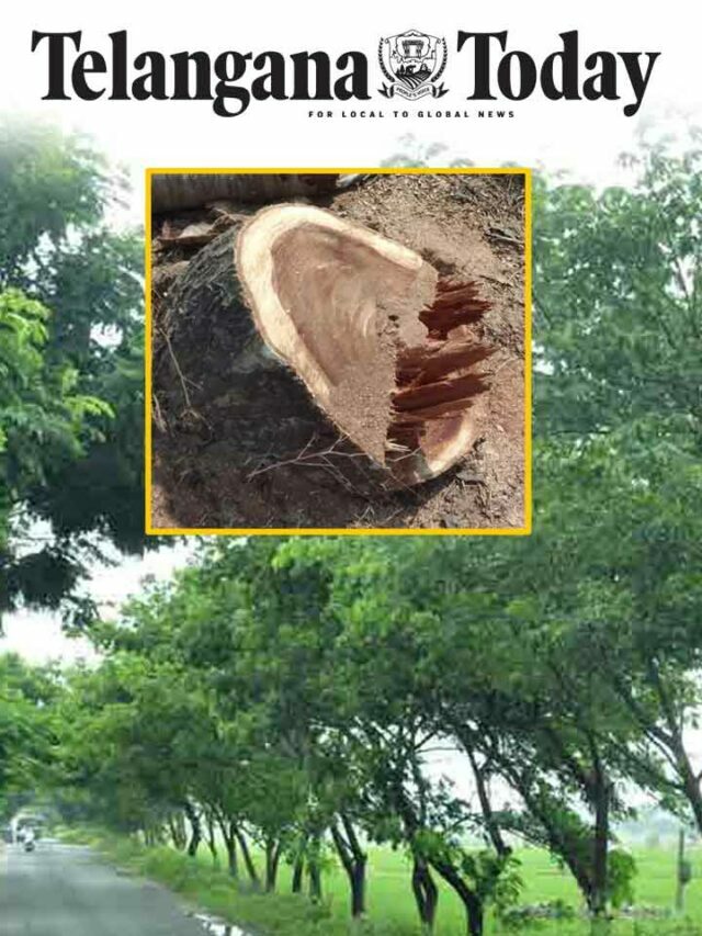 Felling of large trees in Khammam of Telangana