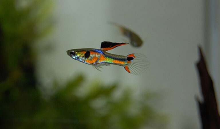 Guppy Fish
