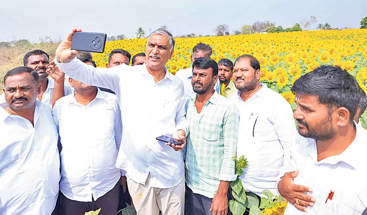 Open procurement centres to support sunflower farmers, Harish Rao to Congress government