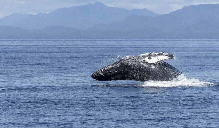 Humpback Whale
