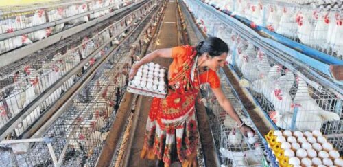 Over four lakh chickens die in Andhra Pradesh in 45 days, samples sent to lab