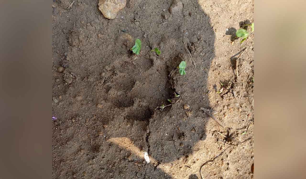 Telangana: Leopard’s movements reported in Penuballi of Khammam
