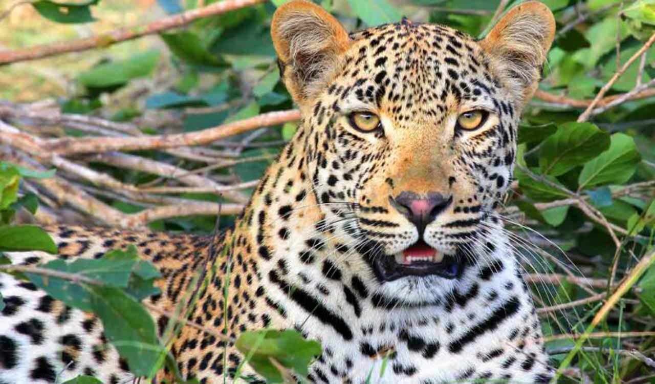 Leopard roaming in Telangana’s Ananthagiri forest, residents of nearby villages cautioned