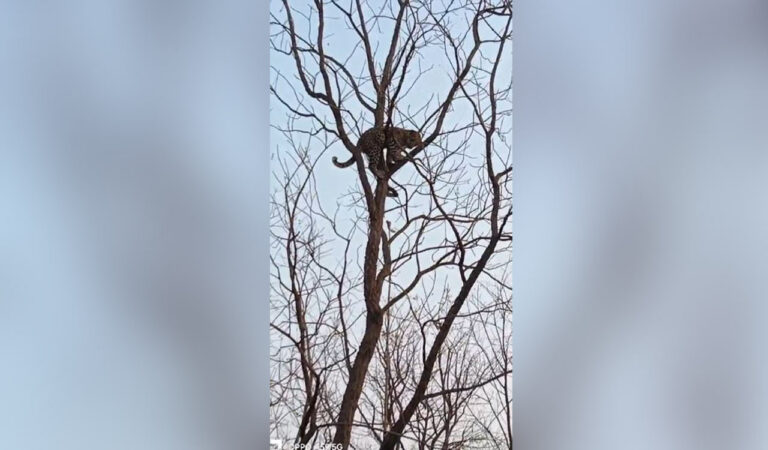 The officials told the villagers to avoid sudden confrontation with the carnivore.