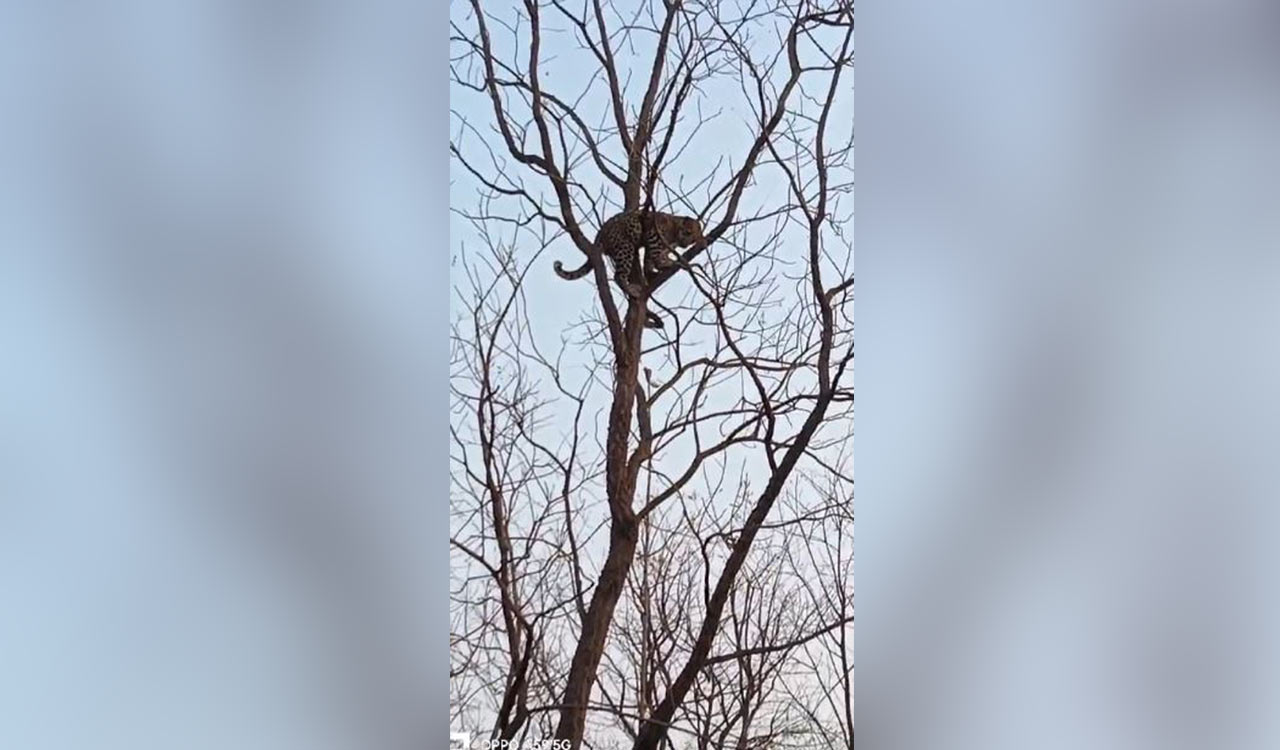 Watch: Villagers panic as leopard spotted on a tree in Asifabad
